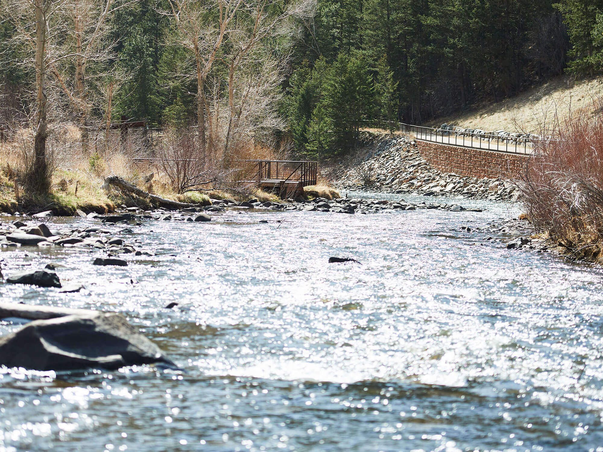 Stream running between rocks in a conifer forest